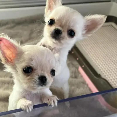 Preciosos cachorros de Chihuahua muy mimados