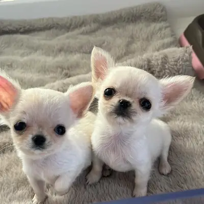 Cachorros de Chihuahua cabeza de manzana