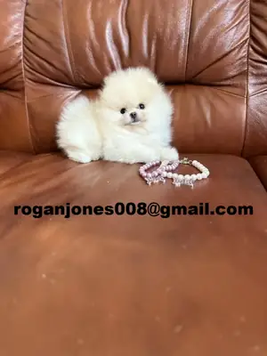 为爱心主人提供AKC注册的博美犬幼犬