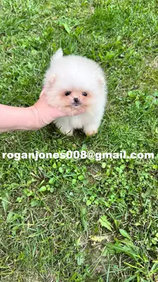 Vente de chiots poméraniens
