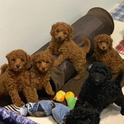 Sevimli poodle yavruları evlat edinme için