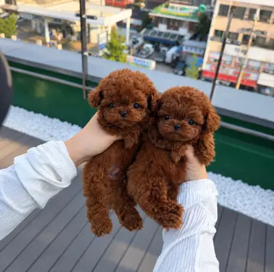 Precioso cachorro de caniche