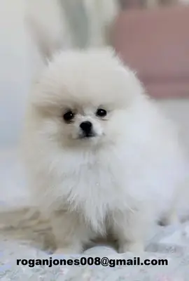 To pomeranian-valper søker nytt hjem