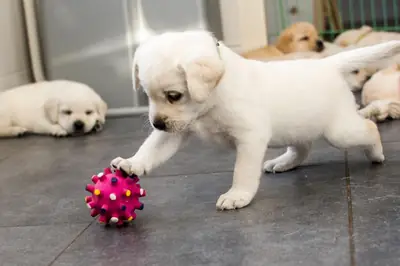 Labrador Retriever