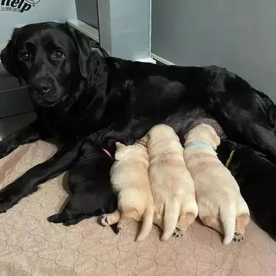 Cachorros de Labrador Retriever en venta