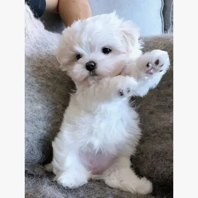 Cachorros de Bichón Maltés adorables