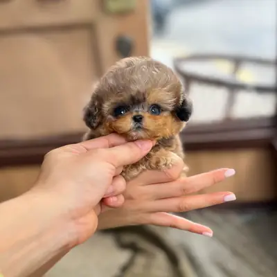 🐶 Очаровательный триколорный щенок пуделя – Сюзи ❤️