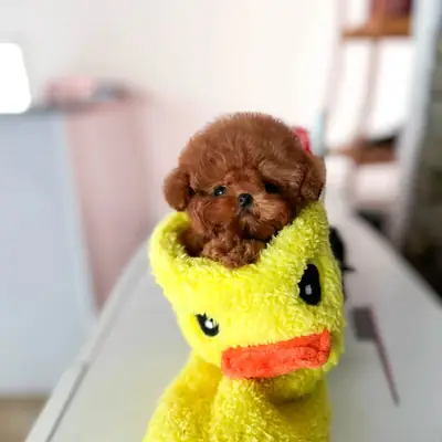 🐶❤️ Очаровательный Красный Самка Той Пудель – Лола