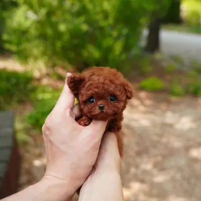 🐶❤️ Очаровательный Красный Самка Той Пудель – Коко