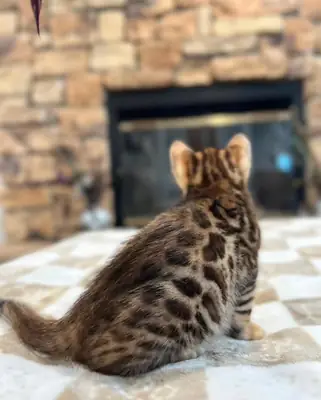 Bengal Kedisi