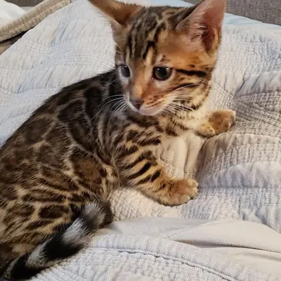 Espectaculares gatitos de raza bengalí
