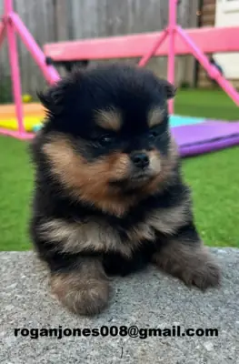 Dos magníficos cachorros de pomerania buscan un nuevo hogar