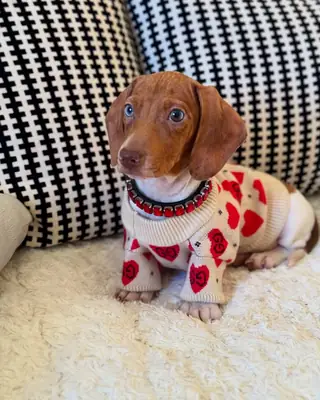 Dachshund Yavruları (erkekler ve dişiler)