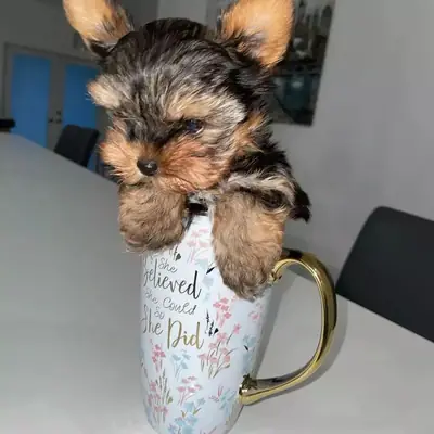 Cachorros de Yorkshire Terrier adorables disponibles