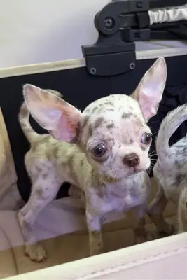 Loving Chihuahua puppies 