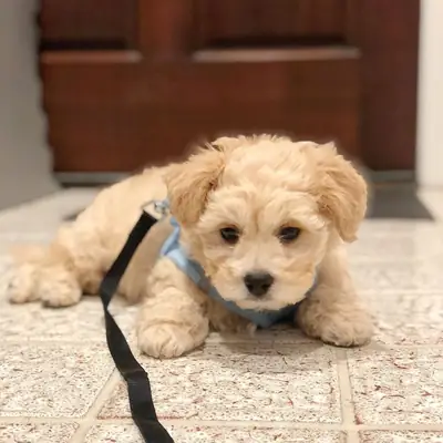 Супер милые щенки Maltipoo размера "teacup"