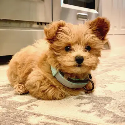 Adorables cachorros Maltipoo