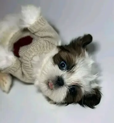 Puppy for adoption 