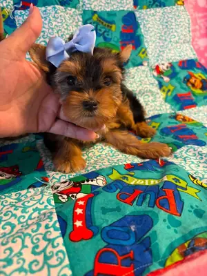 约克夏犬幼犬待领养