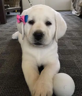 可爱的8周大雄性和雌性拉布拉多幼犬