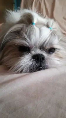 En iyi hayatı vermek için shih tzu yavrusu evlat edinmek