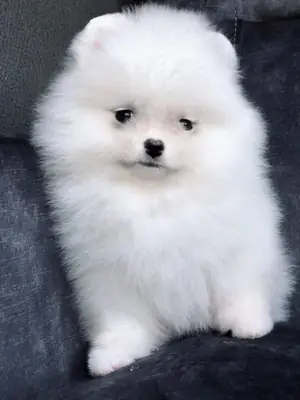 Tuvalet ve tasma eğitimi almış Pomeranian yavruları