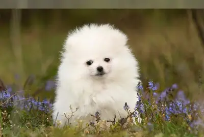 Chiots Pomeranian de qualité