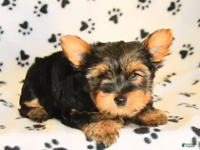 Beaux Chiots Yorkie Cherchent un Foyer Pour Toujours