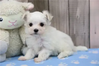 Cachorros de Bichón Maltés de pura raza.
