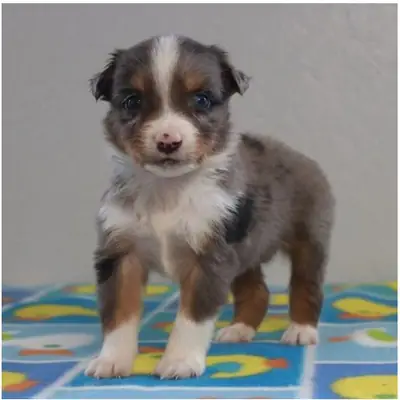 Cachorros de pastor australiano de pura raza.