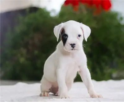 Chiots de boxer de pure race.