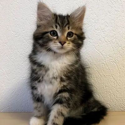 🏡 Siberian Bir Kediye Sonsuza Dek Bir Yuva Verin 🐾