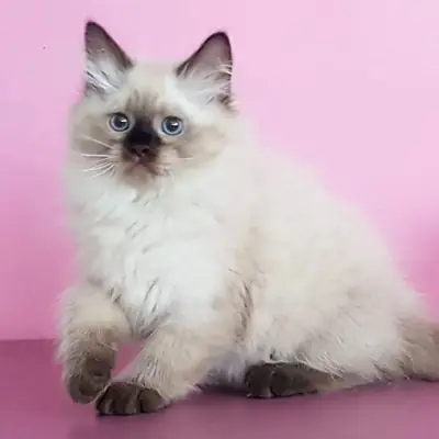 🐱 Познакомьтесь с вашим новым сибирским другом!