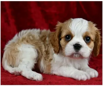 Cachorros de Cavalier King Charles Spaniel de pura raza masculino y femenino.