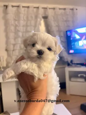 Hermosos cachorros malteses blancos Correo electrónico en la foto