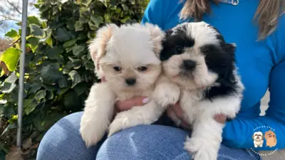 我们有西施犬幼犬出售。