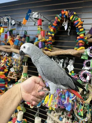 Loro