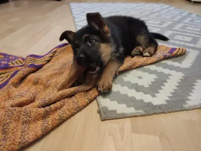 纯种德牧幼犬，雄性和雌性。
