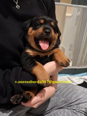 Cachorros Rottweiler criados en casa Correo electrónico en la foto