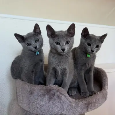 Jolis chatons bleus russes