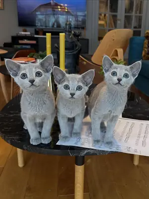 adorables chatons bleu russe