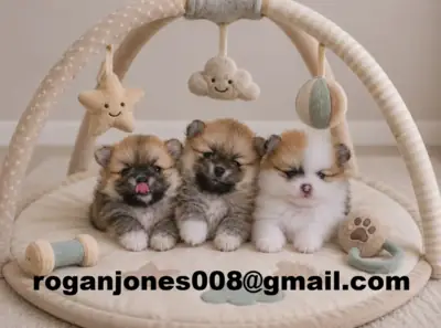 Disponibles adorables y pequeños cachorros Pomerania