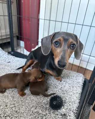 Cachorros de teckel miniatura