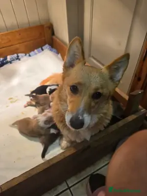 Corgi Yavruları kalıcı bir yuva arıyor