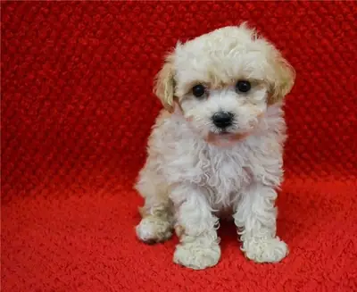 MINI Cachorro Maltipoo