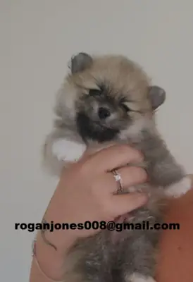 Akıllı 'Pomeranian' Yavruları Eviniz İçin