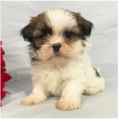 Cachorros de Shih Tzu de pura raza masculino y femenino.