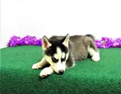 Cachorros de Husky Siberiano de pura raza masculino y femenino.