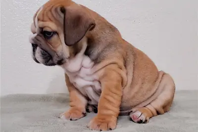 Cachorros de Bulldog Inglés de pura raza.