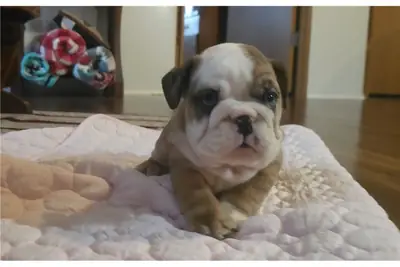 Cachorros de Bulldog Inglés de pura raza.